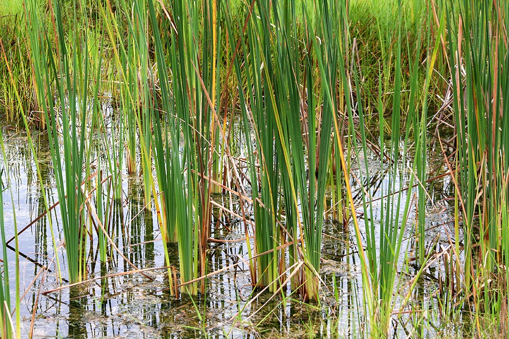 The Nature of the Everglades The Nature of the Everglades