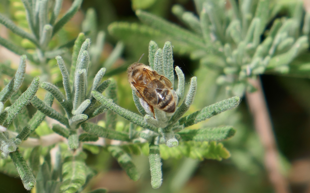 kernel panic Hammond Report July 18 2020 From Pandemic Quarantino Jon