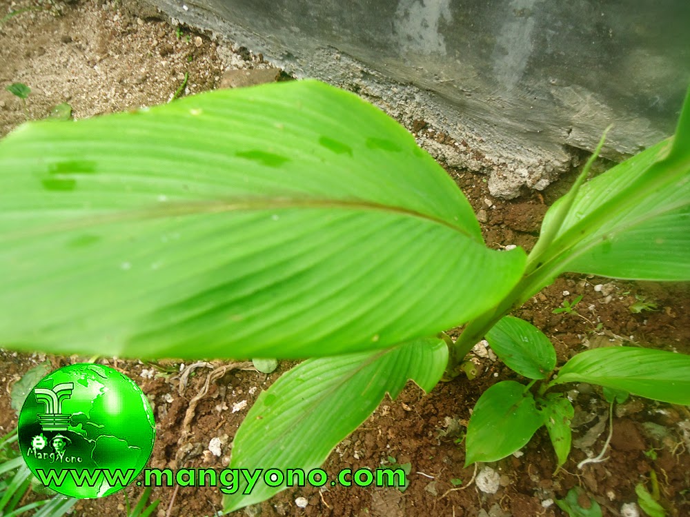 Kunyit putih / Temu Putih dan khasiatnya.