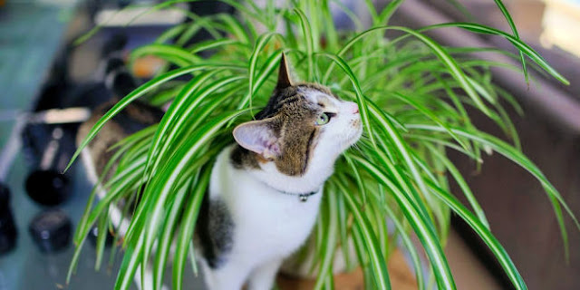 cat-friendly plants for easter