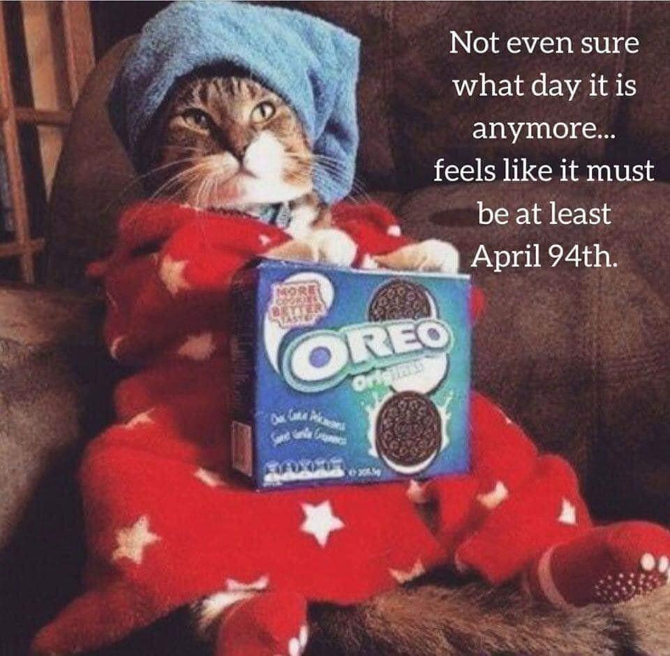 Examined Worlds Pandemic Journal Part Seven Now With More Memes