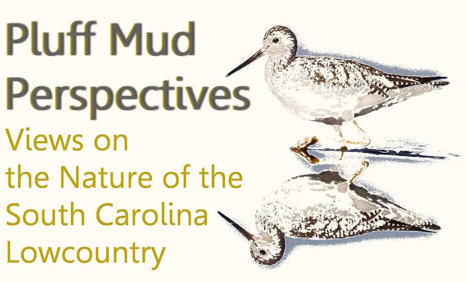 Pluff Mud Perspectives