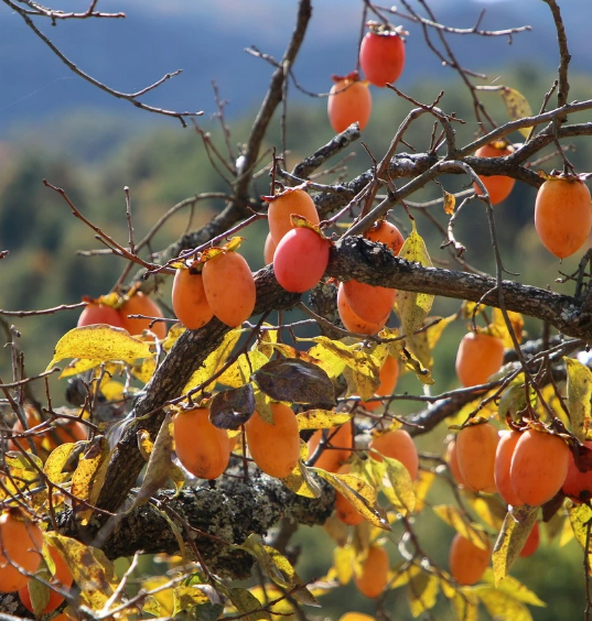 Raintree Nursery Best Mail Order Nursery — Order Fruit Trees from