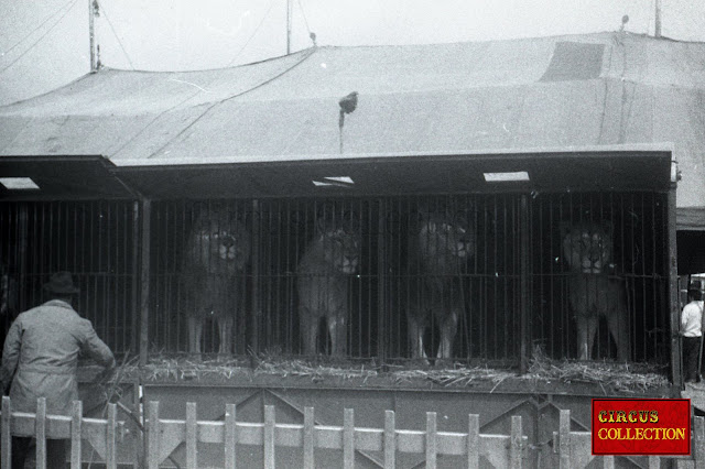 remorque cage des lions du cirque Bouglione 