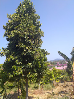  Tanaman melinjo merupakan tanaman ajaib yang diberkahi Melinjo Tanaman Berkah