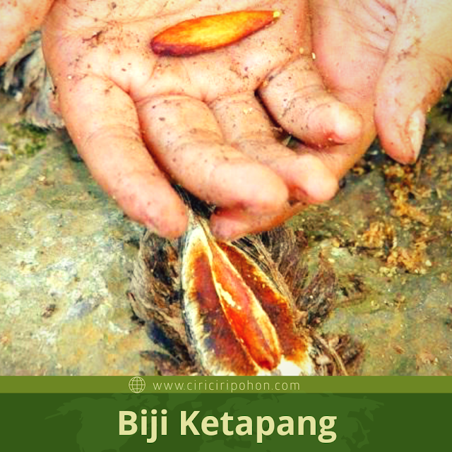 Ciri Ciri Biji Pohon Ketapang