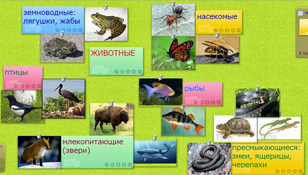 Презентация многообразие животных 1 класс. Какие в мире есть большие насекомые животные и млекопитающие. Сходство первозверей и рептилий.