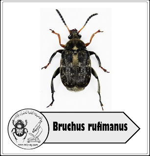 خنفساء الفول الكبيرة Bruchus rufimanus 