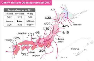 peta bunga sakura jepang mekar jadwal
