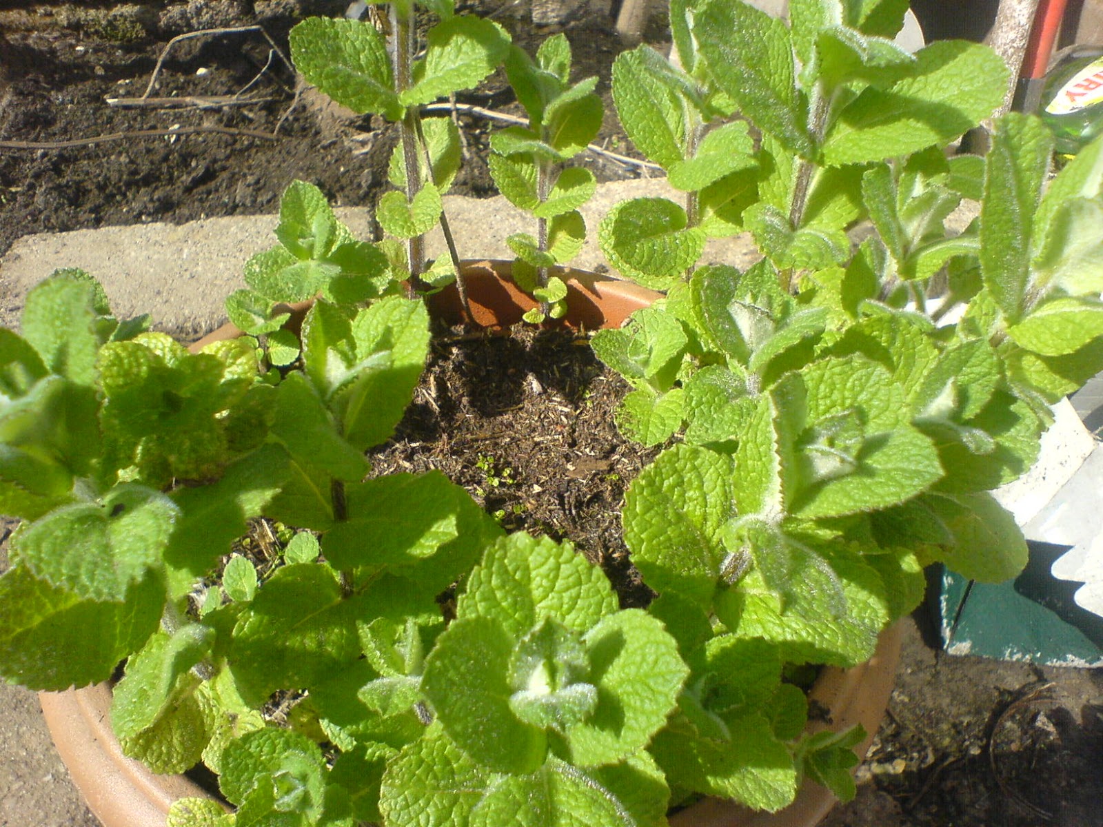 The Tale of the Missing Vampire Mint Plant. The Garden Adventures