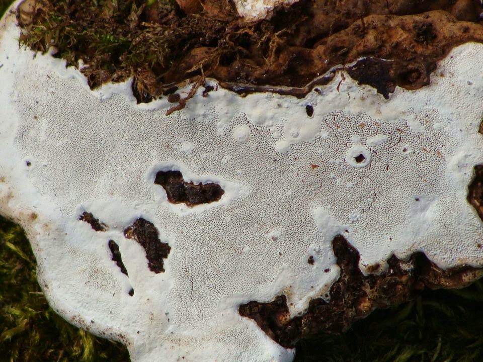 Ganoderma applanatum DSC31280