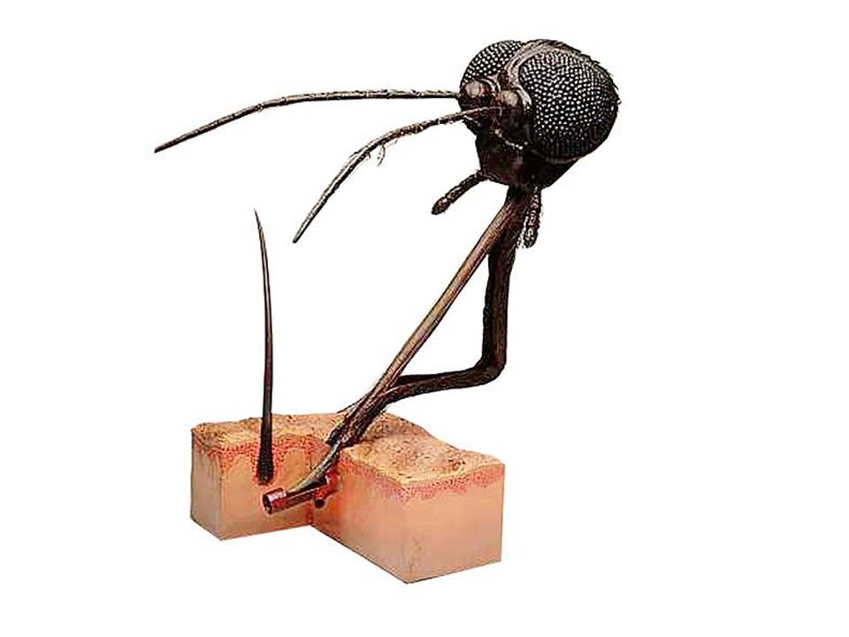 Insect Mouthpart and its modifications