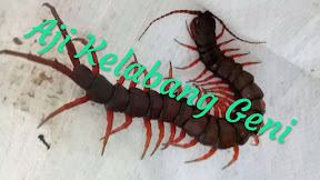 √ [SIHIR] Teluh Kelabang Sewu Yang Mematikan Dan Menakutkan