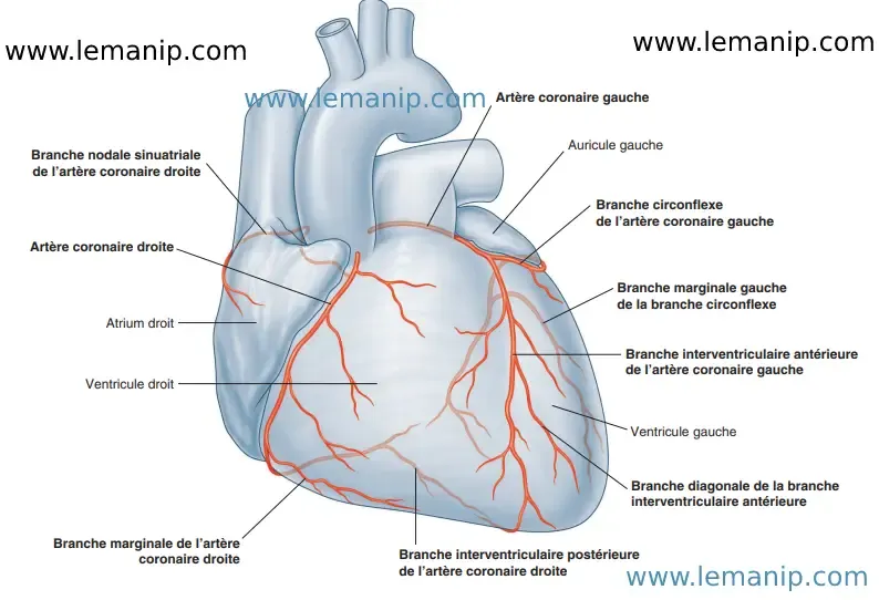 Vascularisation Du Coeur : Coronaire