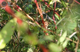 تعرفوا بالصور على أصغر حيوانات الأرض!