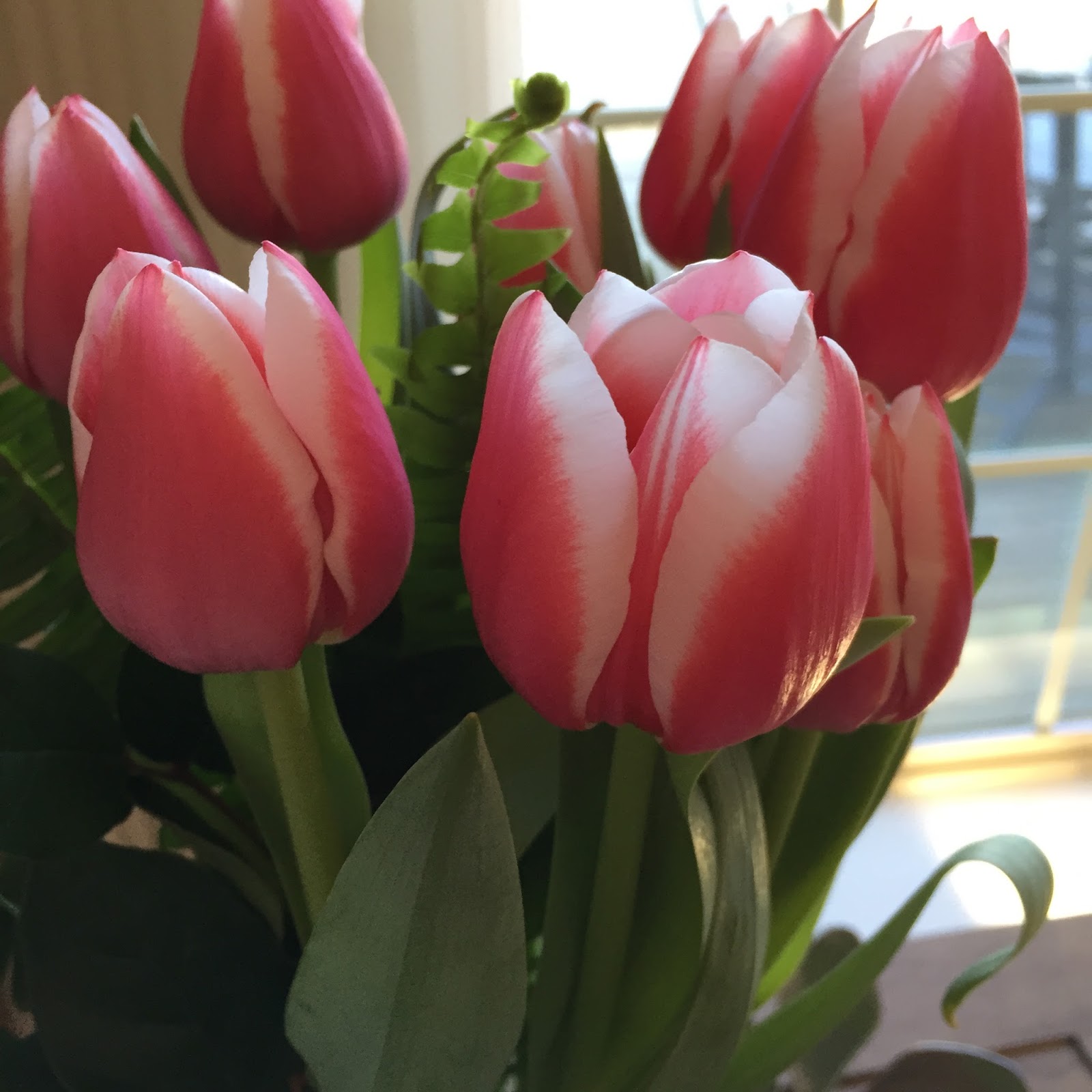 Pink Tulips | C'est ma vie!