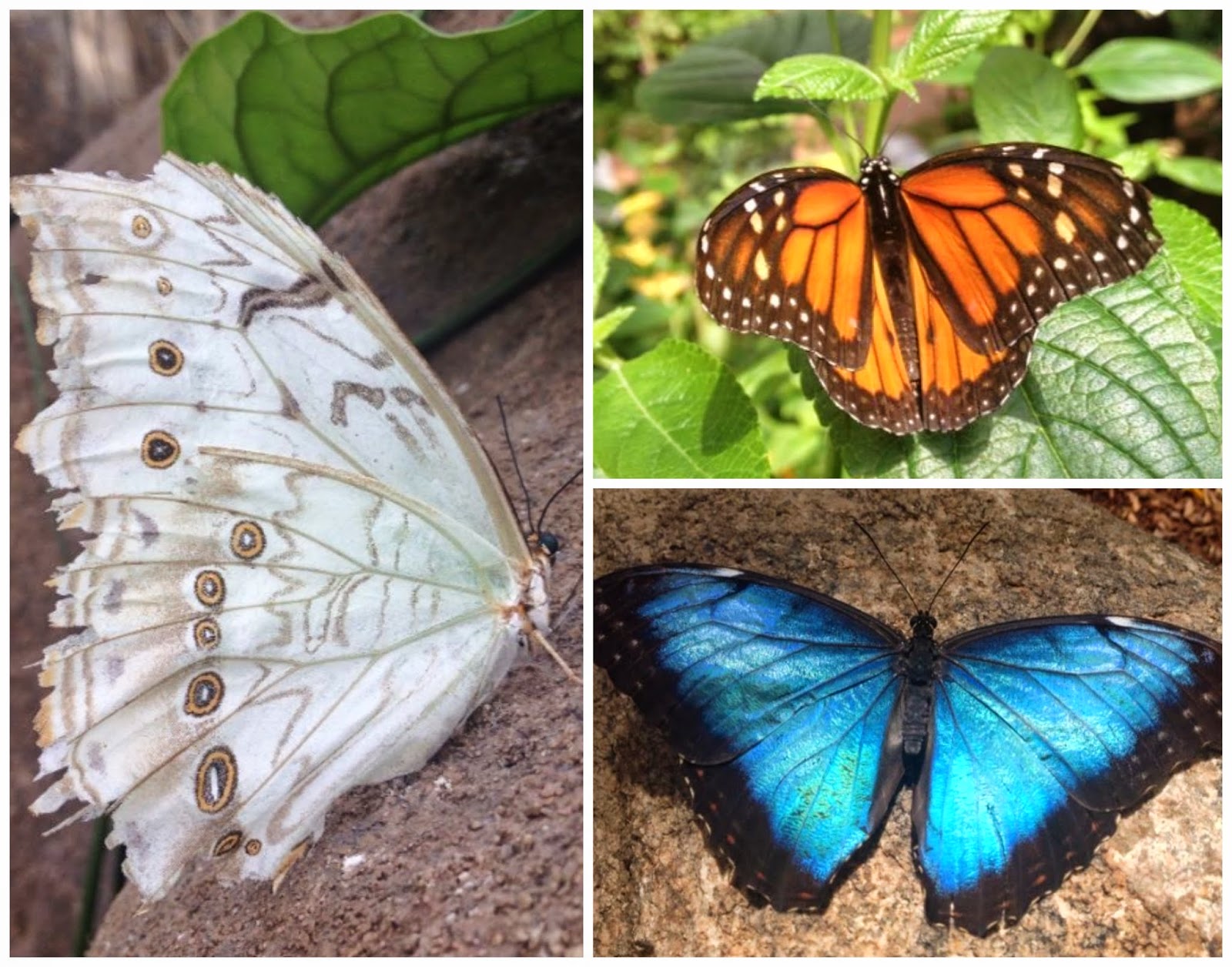 Arizona Families Butterfly Wonderland Discount Coupon