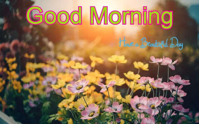 Good Morning Flower HD Image