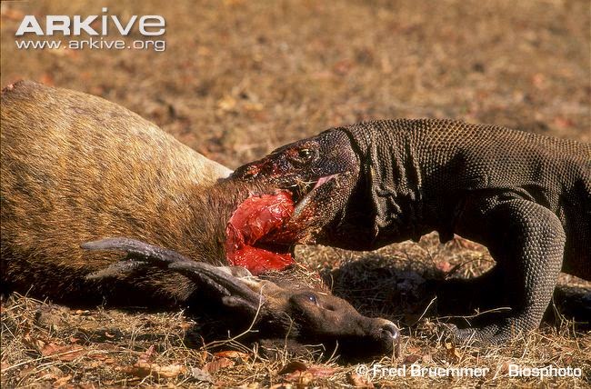 Komodo dragon and javan deer