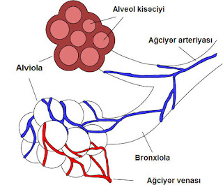 Alveol diagramı