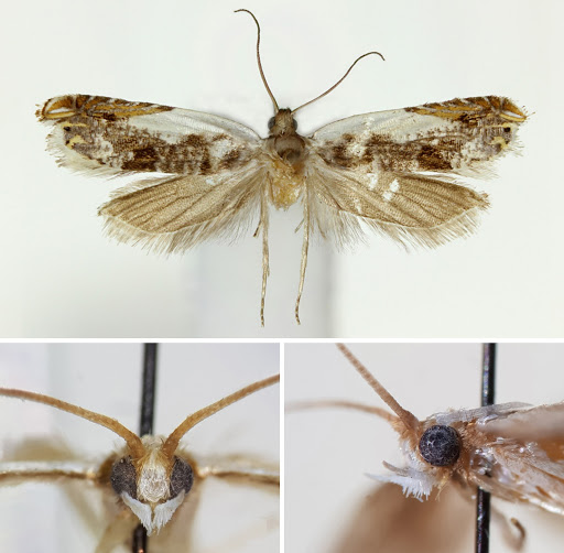 [Entomology • 2020] Nabangana koreana • First Report of the Tribe ...