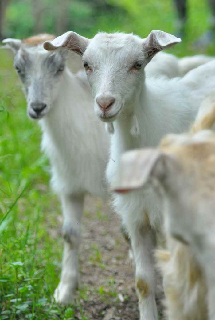 A Guide To Goat Predators How To Keep Your Goat Safe Homesteading in