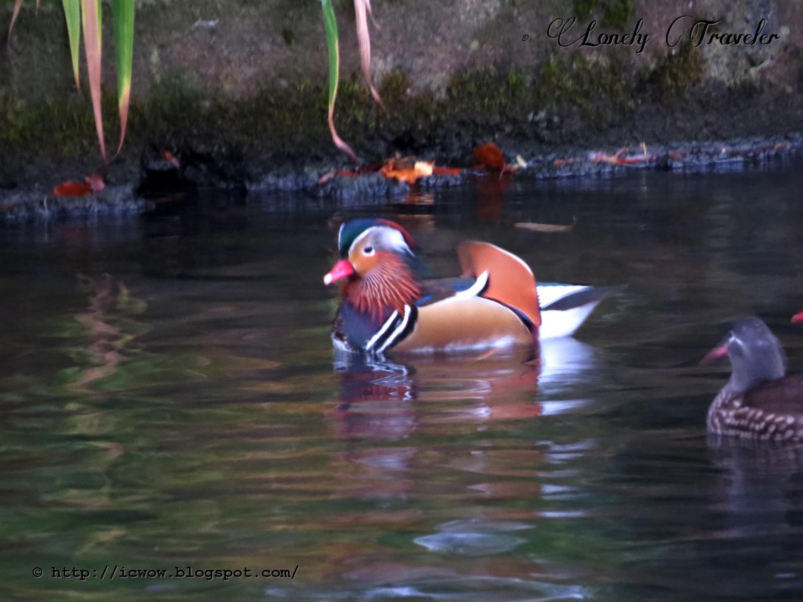 Mandarin duck Aix galericulata