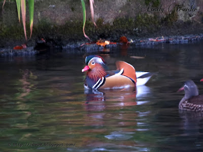 Mandarin duck - Aix galericulata