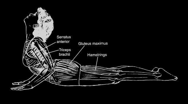 Hands To Feet Pose (Padahastasana)