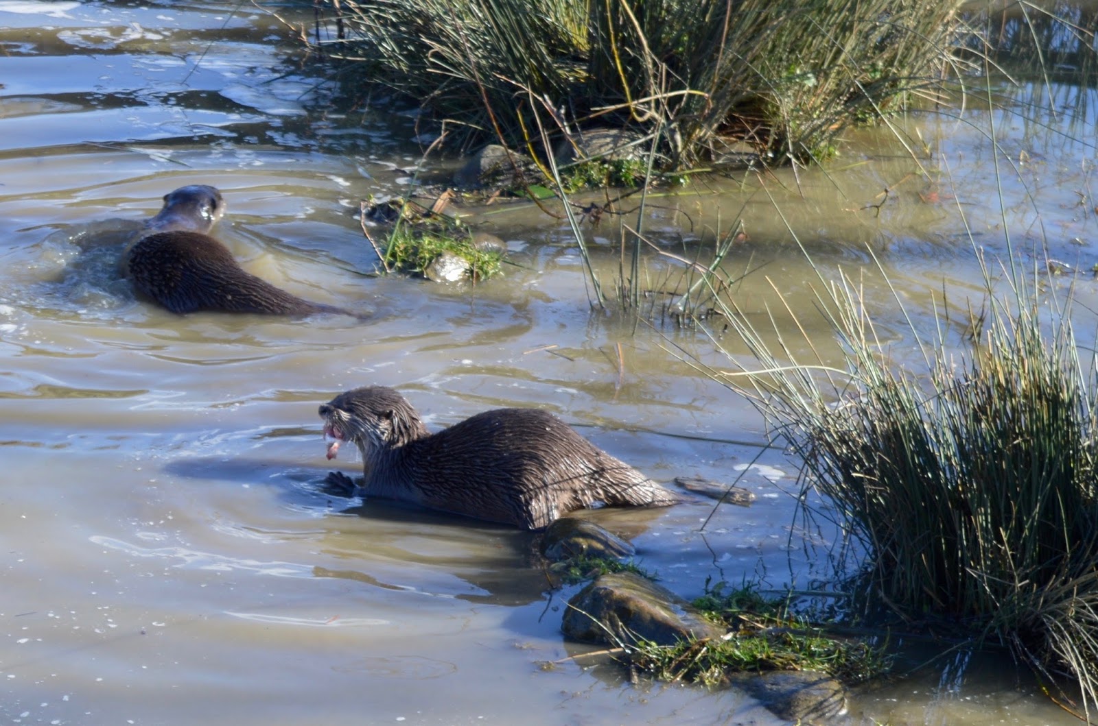 WWT Washington Wetland Centre | A North East Day Out for the Whole