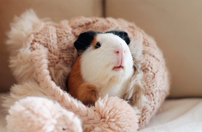 suavidad cobaya fotografia Kevin