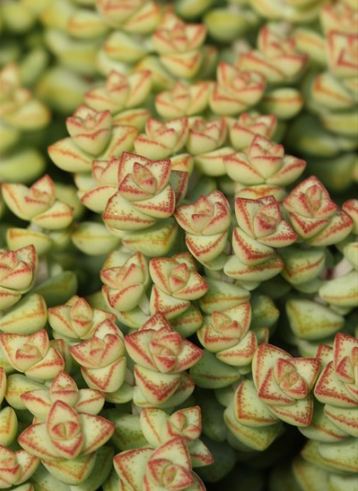 25 Trendy Types Of Succulents You Should Know About 25 Trendy Types Of Succulents You Should Know About