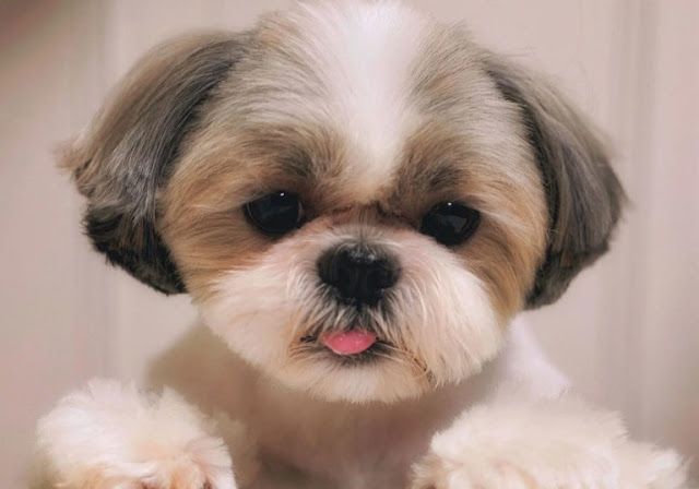 Por que a língua do seu Shih Tzu fica de fora?