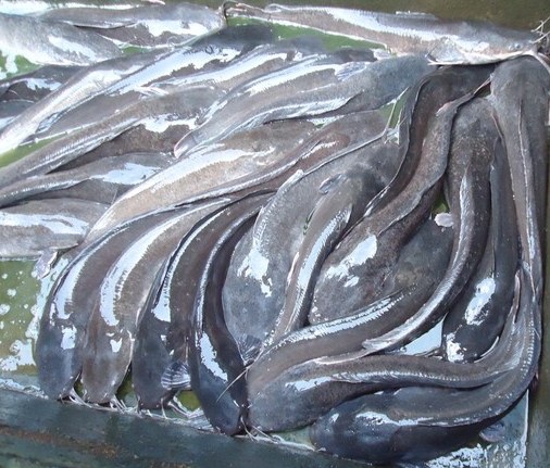 catfish farming profitable nigeria