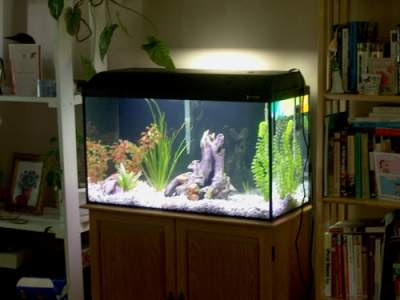 7 Amazing Aquarium Stands to Enhance Your Home Decor