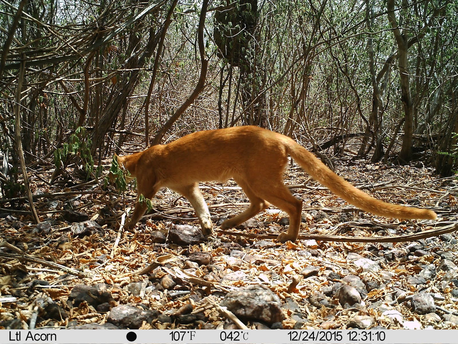 Um gato do mato vermelho na caatinga