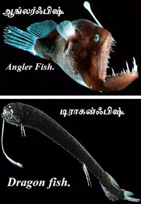 Angler Fish Dragon Fish Bioluminescence.