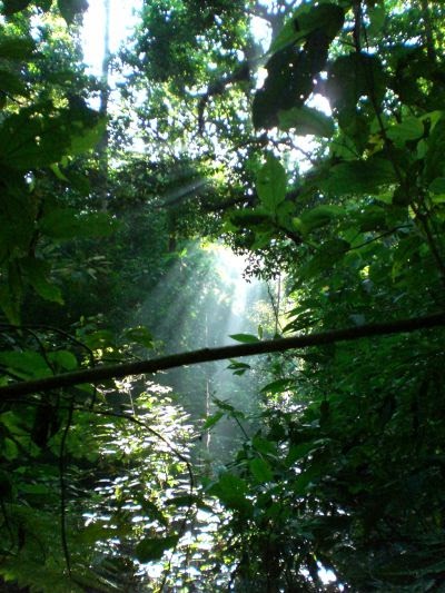 Animals Plants Rainforest: Ecological Canopy Layer Rainforest