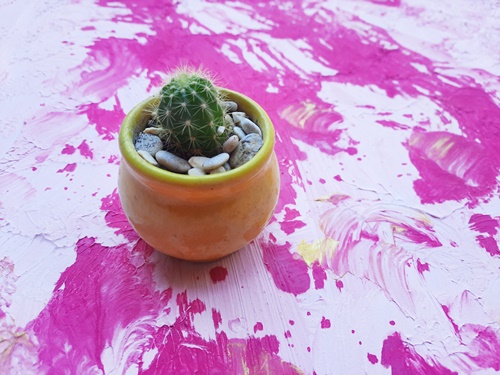 stilllife, kaktus, background photo, diy backgroun photo, styling board
