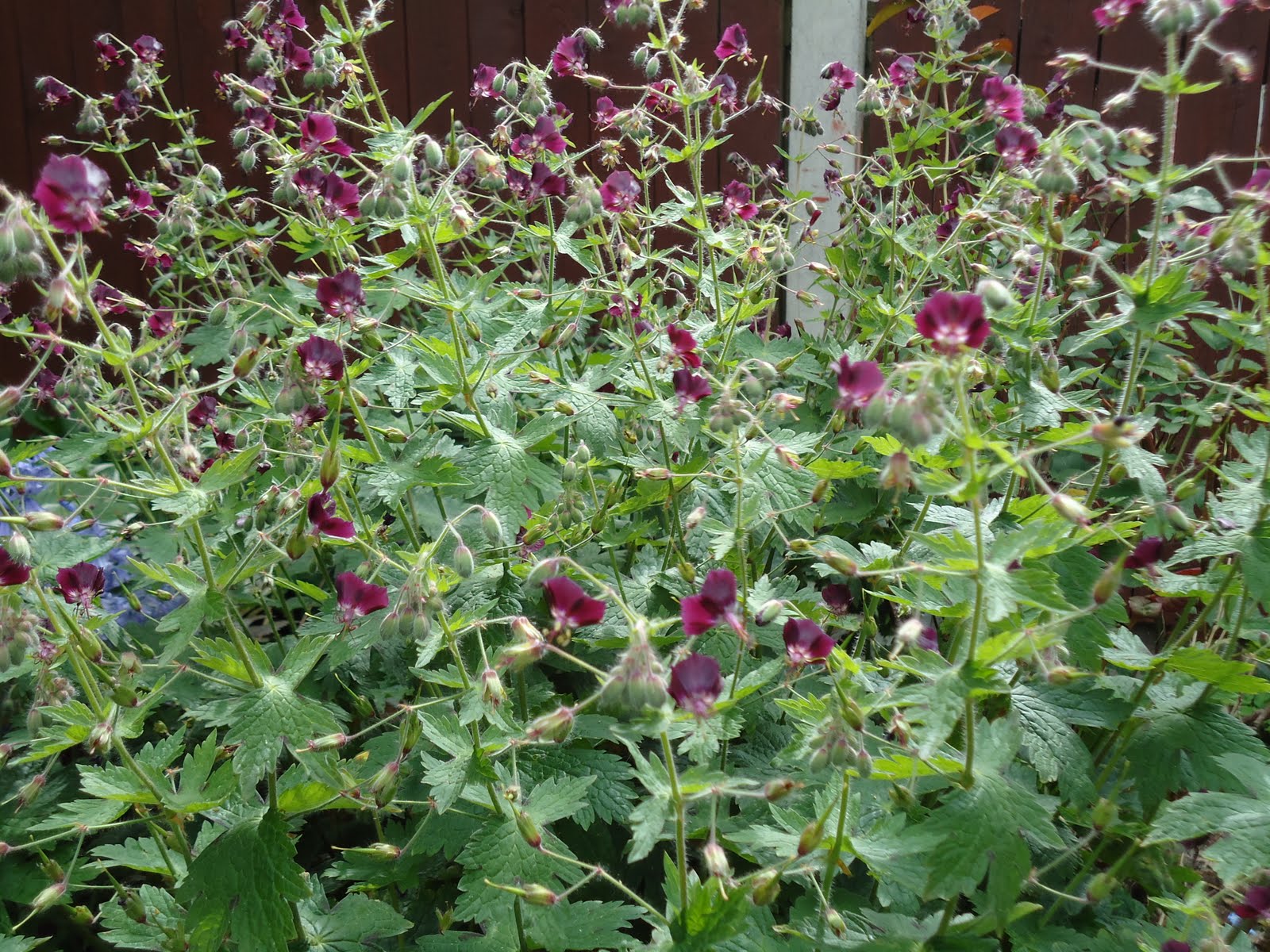 Love My Garden: Perennial Geraniums