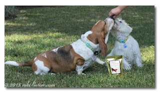 Basset and Westie sharing a Dr. Harvey's Treat