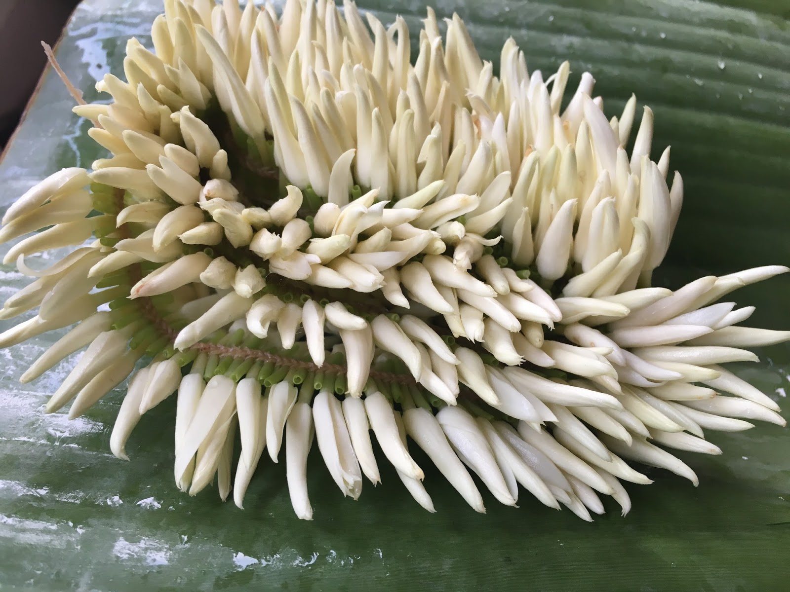 Words and Expressions Mangalorean Jasmine