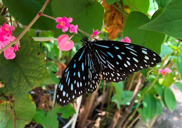 CHIANG MAI - TAILÂNDIA