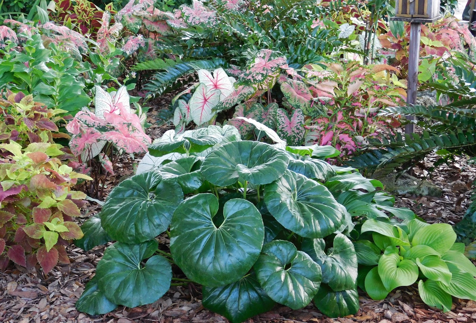 Garden On Fourth Street Shade Gardens Central Florida