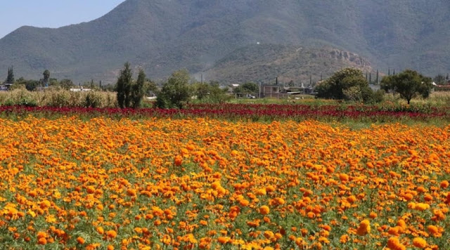 Asigna gobierno atlixquense la Plazuela de Santa Rita para venta de flor de muerto
