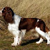  Ο σκύλος English Springer Spaniel