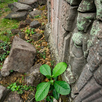 Apsara and nature 