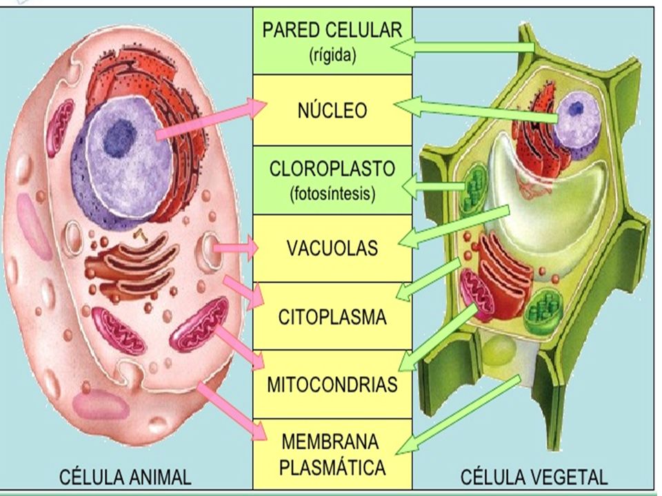 Partes de una celula