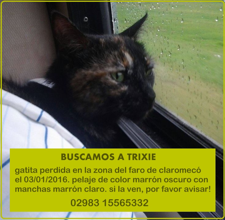 gatita perdida en claromecó