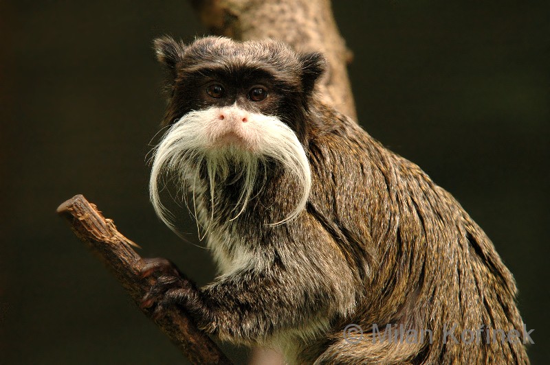 Saguinus imperator (Saguiimperador) Mamíferos do Mundo